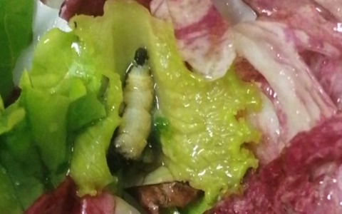 Corpi estranei nei pasti scolastici, il Comune di Desio attua nuove misure contro il gestore