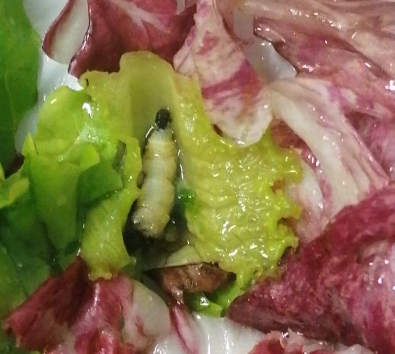 Corpi estranei nei pasti scolastici, il Comune di Desio attua nuove misure contro il gestore