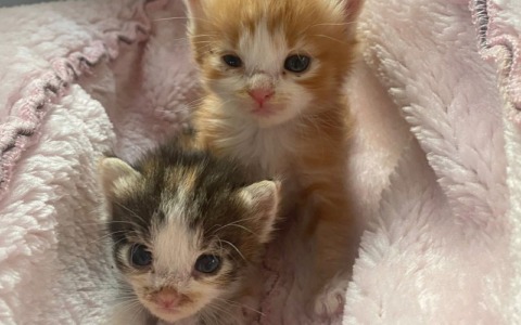 Corso di formazione sui gatti liberi organizzato da Ats Brianza