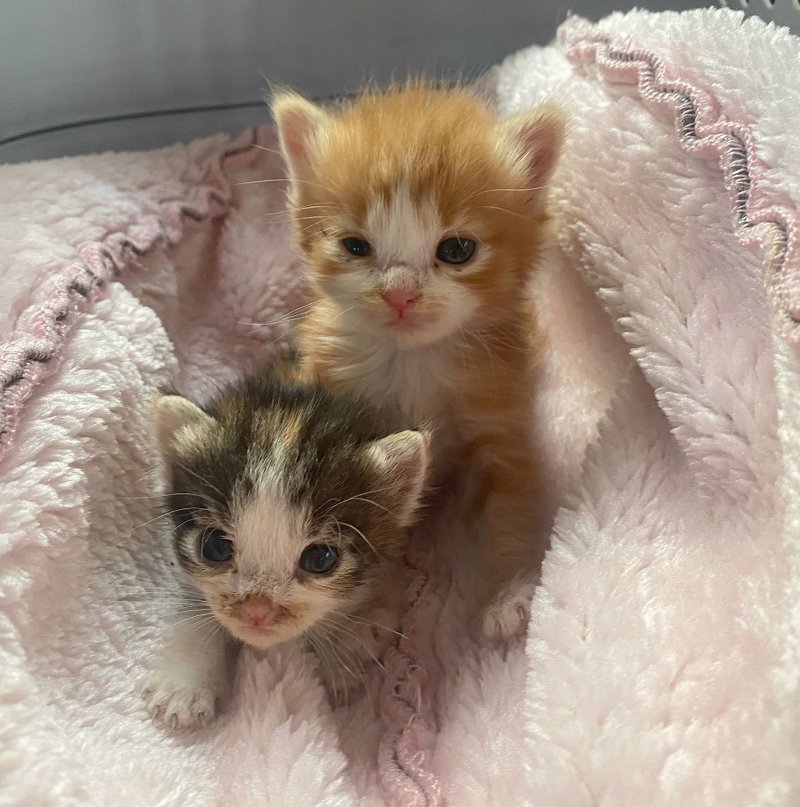 Corso di formazione sui gatti liberi organizzato da Ats Brianza