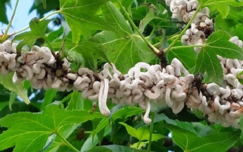 Takahashia japonica: il Comune di Desio garantisce la sicurezza dei cittadini
