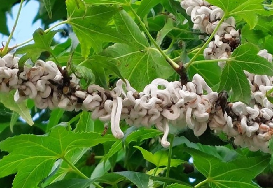 Takahashia japonica: il Comune di Desio garantisce la sicurezza dei cittadini